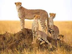 Project Cheetah: कूनो में चीतों की संख्या बढ़ने की उम्मीद, 12 में से 5 मादा चीताओं ने बढ़ाया कुनबा