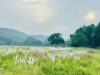 वन्यप्राणियों की सुरक्षा, वृक्षों के गिरने और निचले क्षेत्रों में जलभराव की निगरानी के निर्देश